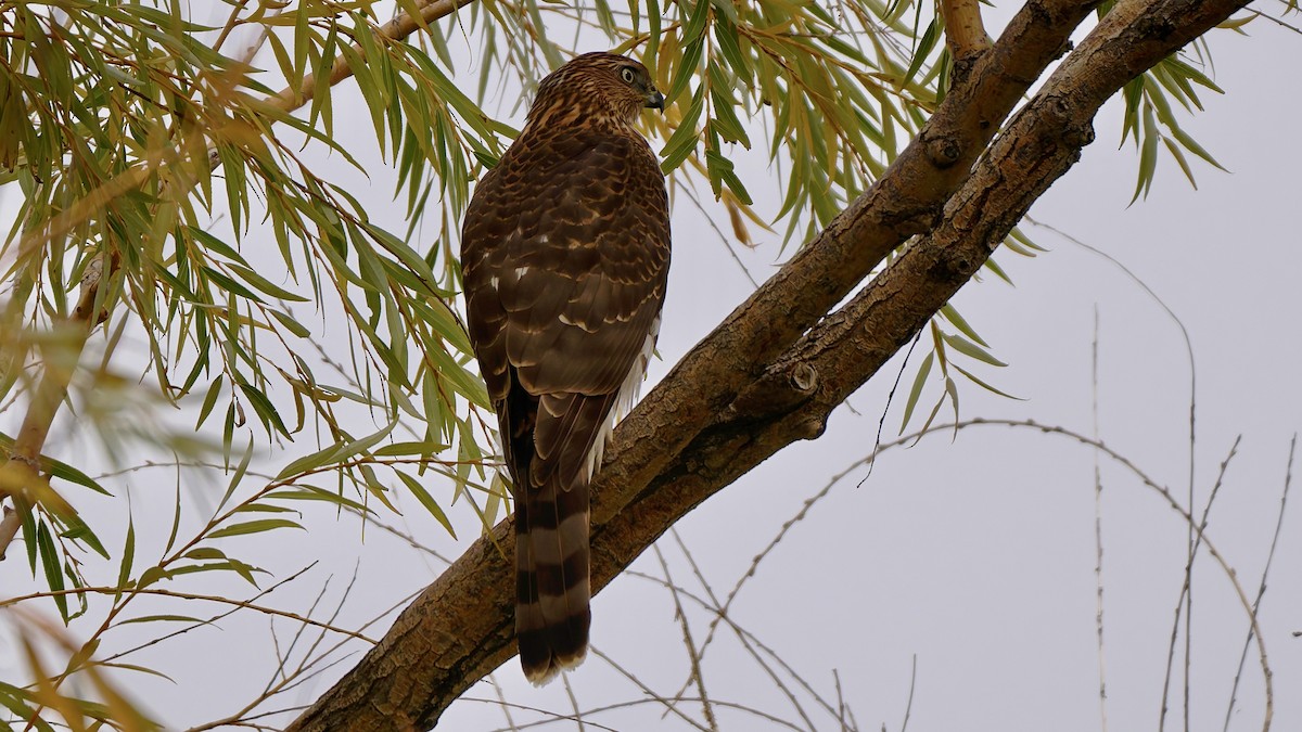 Cooper's Hawk - ML644083067