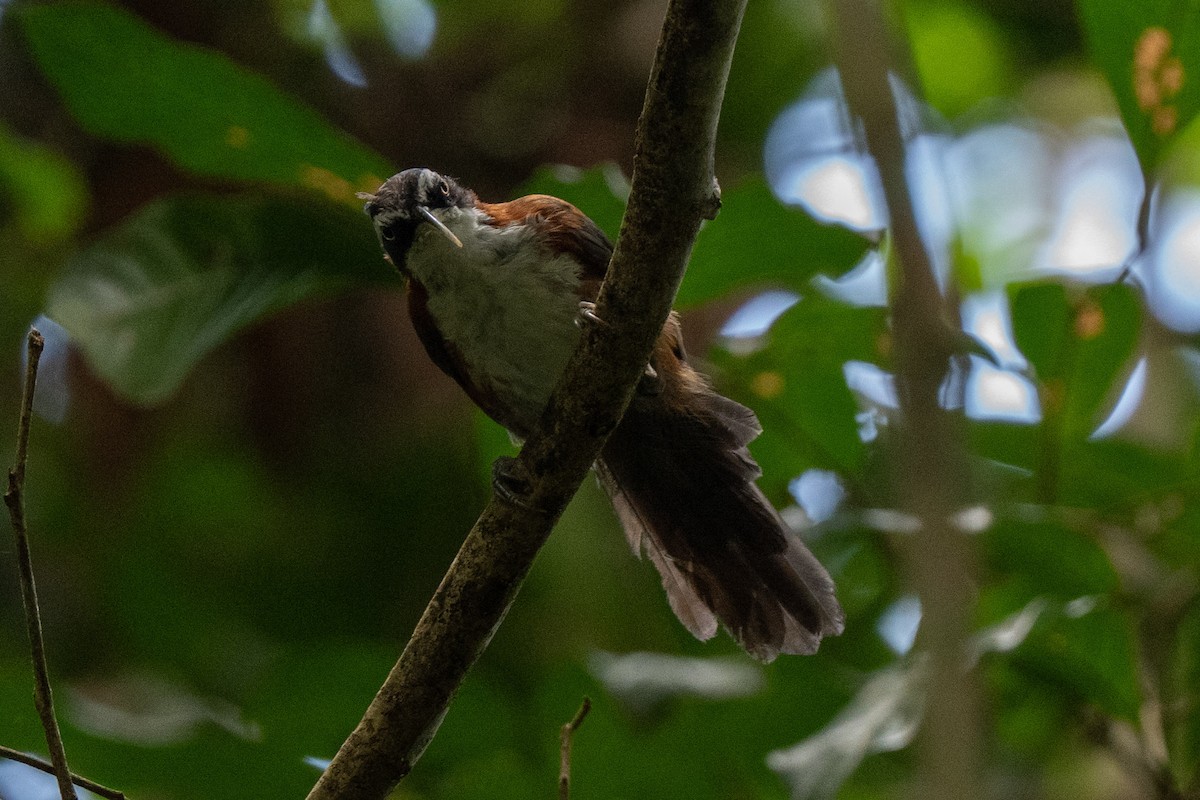 Sunda Scimitar-Babbler - ML644083068