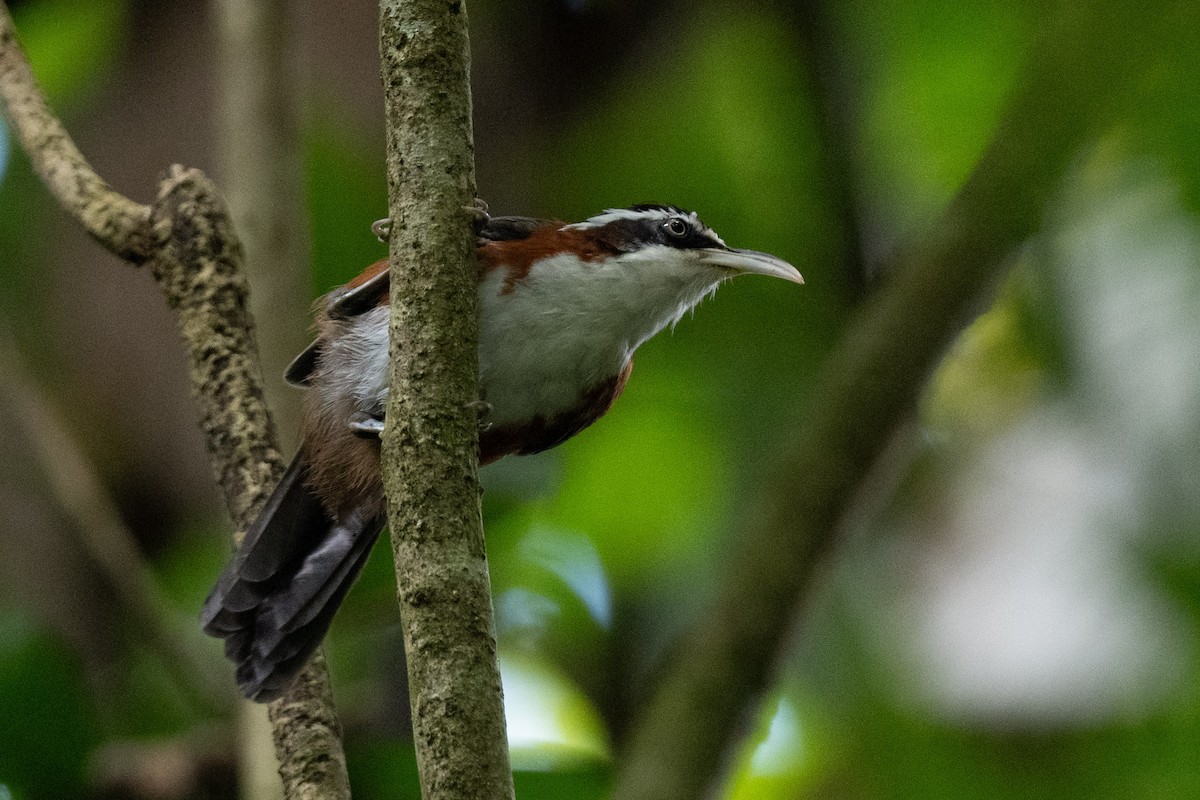 Sunda Scimitar-Babbler - ML644083069