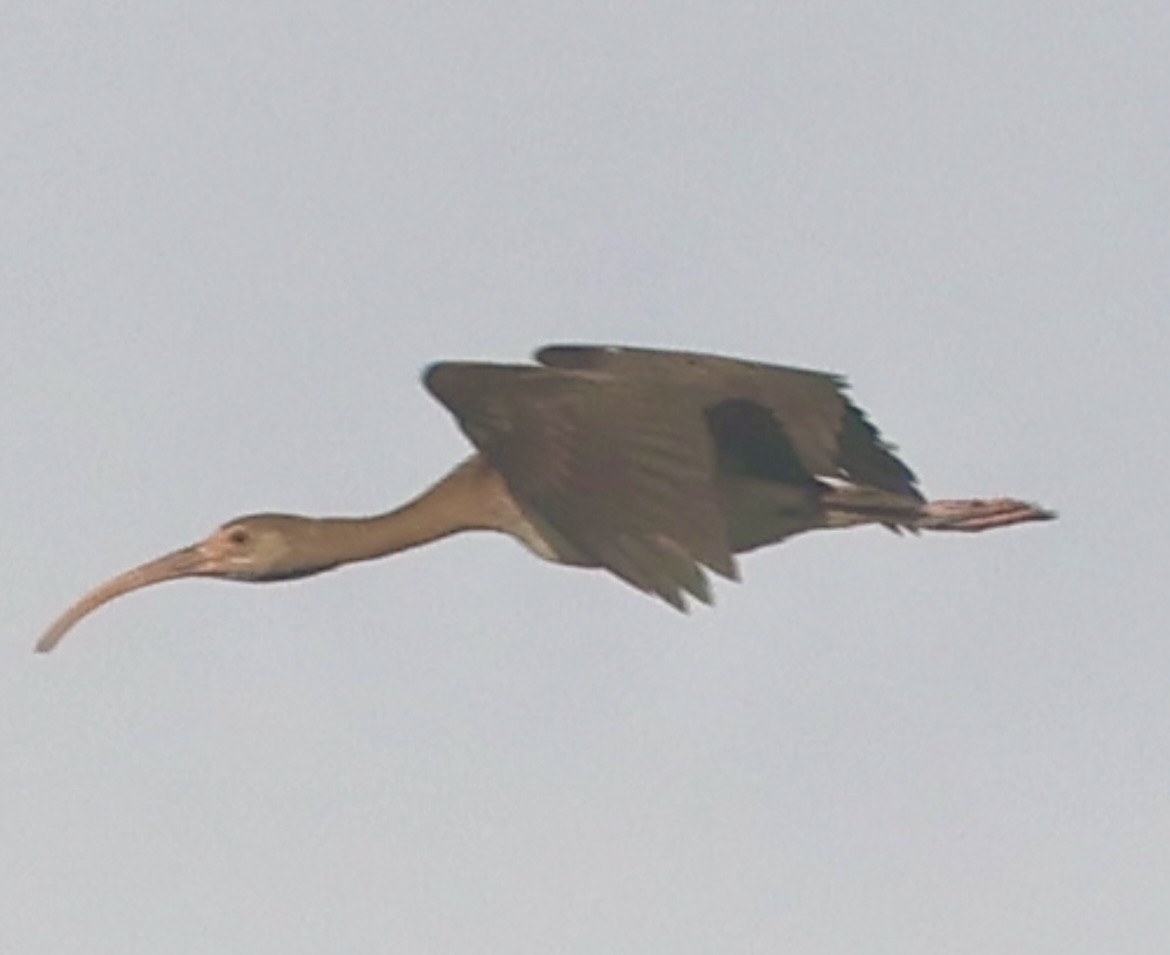 White Ibis - ML644083070
