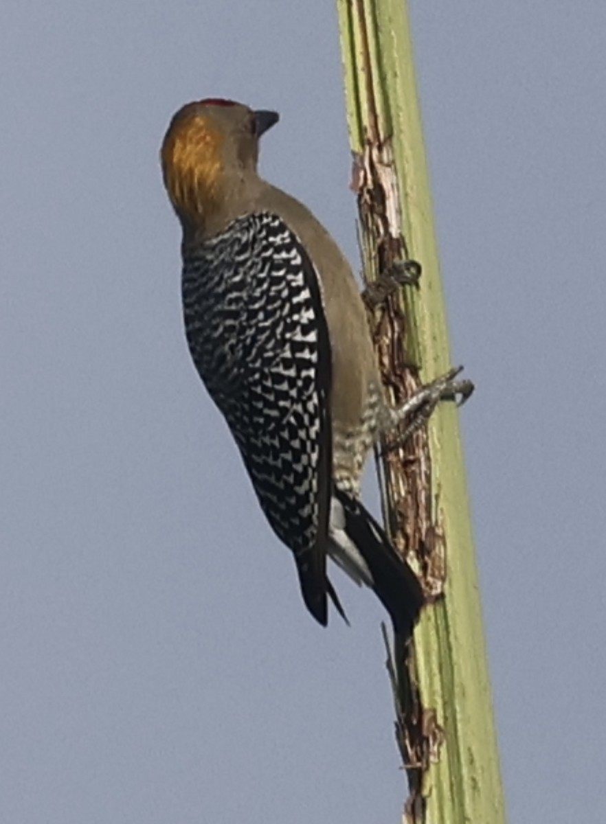 Hoffmann's Woodpecker - ML644083080