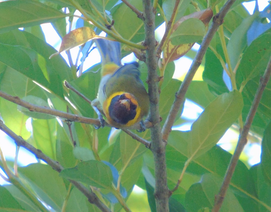 Guira Tanager - ML644083107