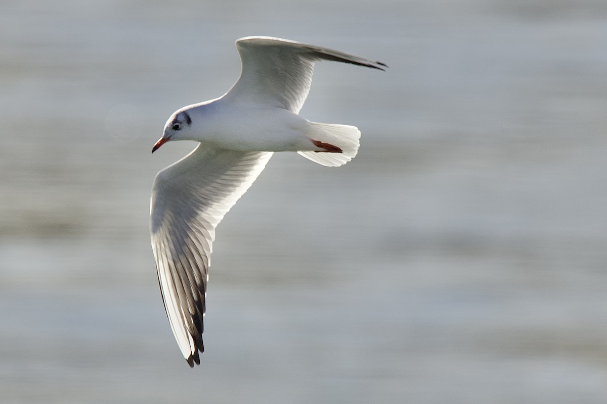 Black-headed Gull - ML644083108