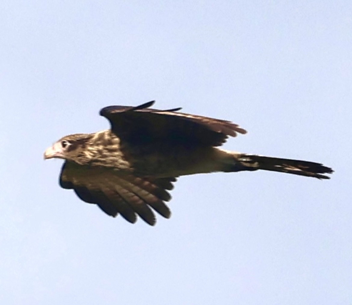 Yellow-headed Caracara - ML644083111