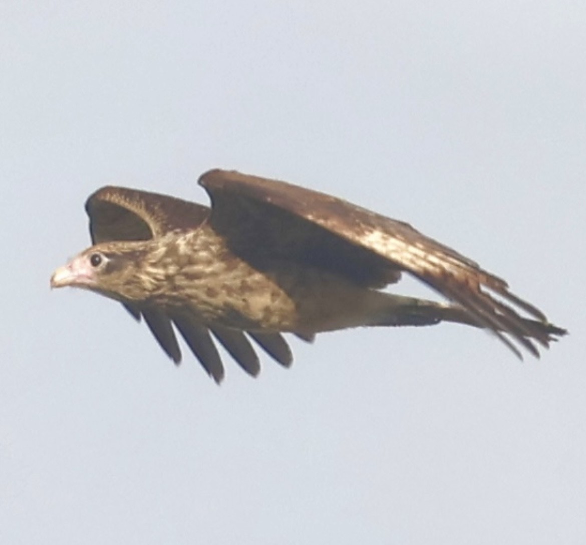 Yellow-headed Caracara - ML644083112