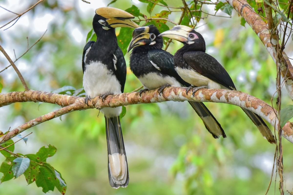 Oriental Pied-Hornbill - ML644083115