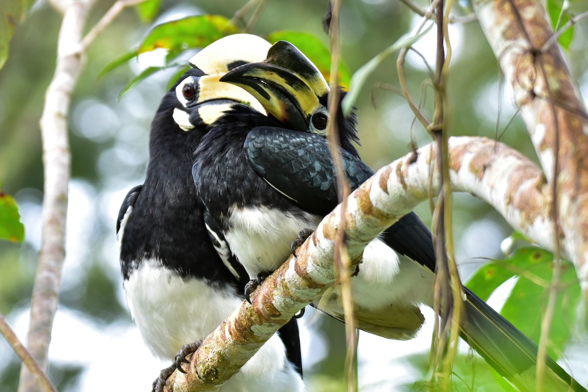 Oriental Pied-Hornbill - ML644083116