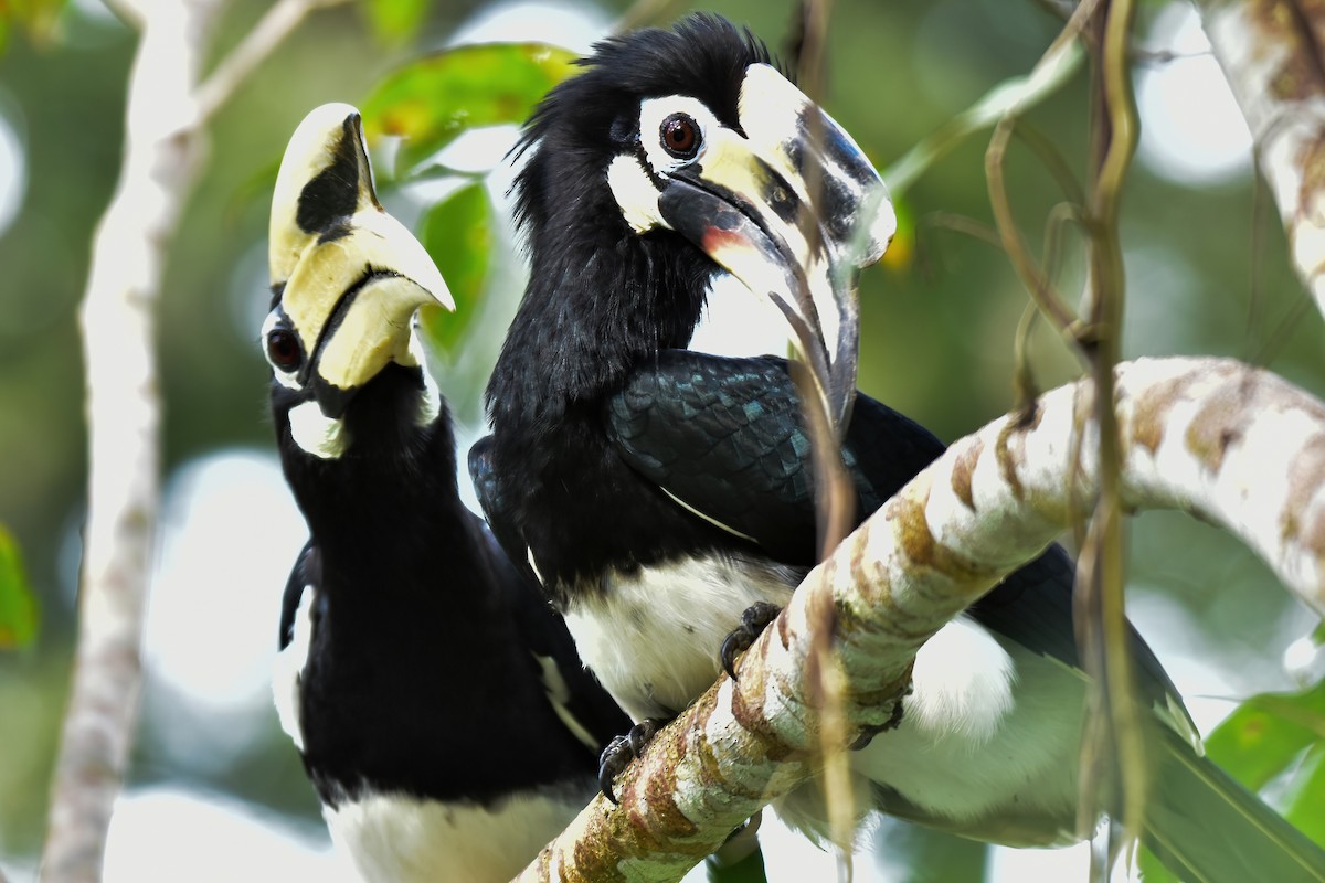 Oriental Pied-Hornbill - ML644083117