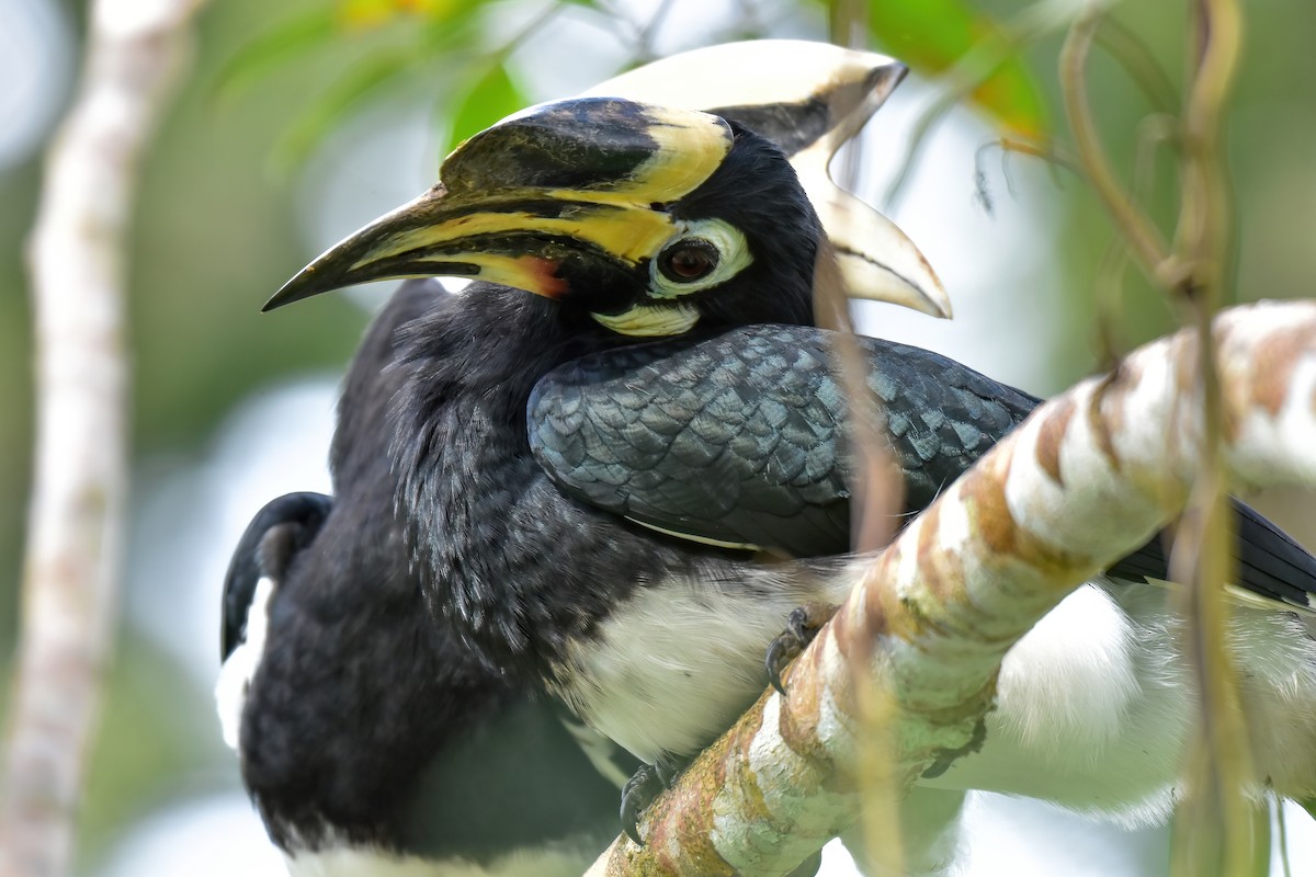Oriental Pied-Hornbill - ML644083118