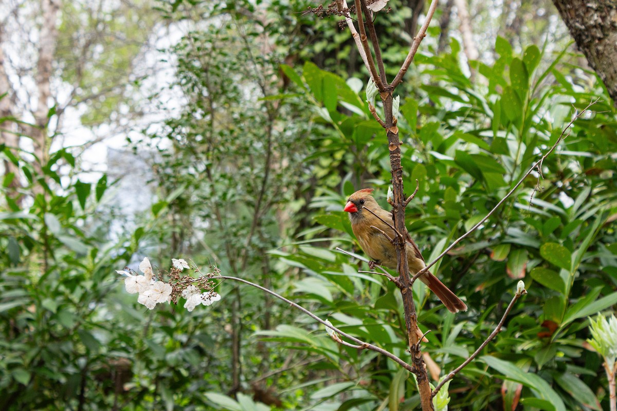 Northern Cardinal - ML644083119