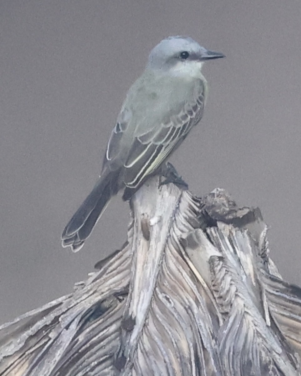Tropical Kingbird - ML644083121