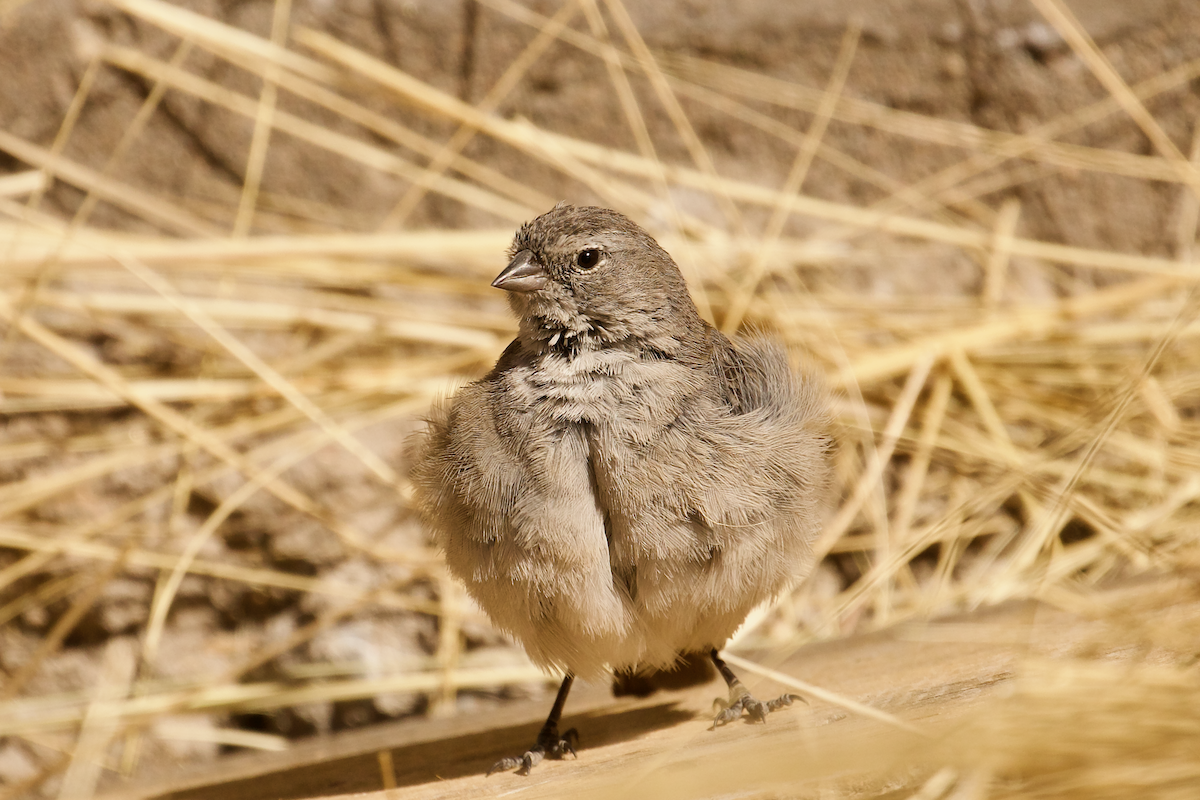 Ash-breasted Sierra Finch - ML644083122
