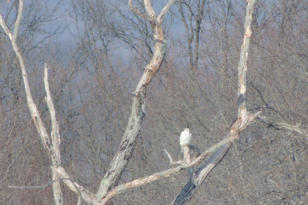 Gerfalke - ML644083123