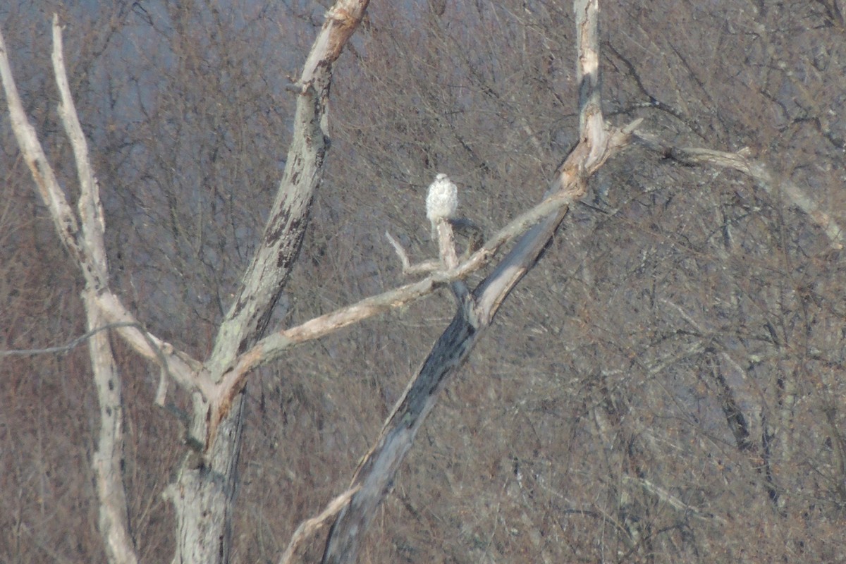 Gerfalke - ML644083124