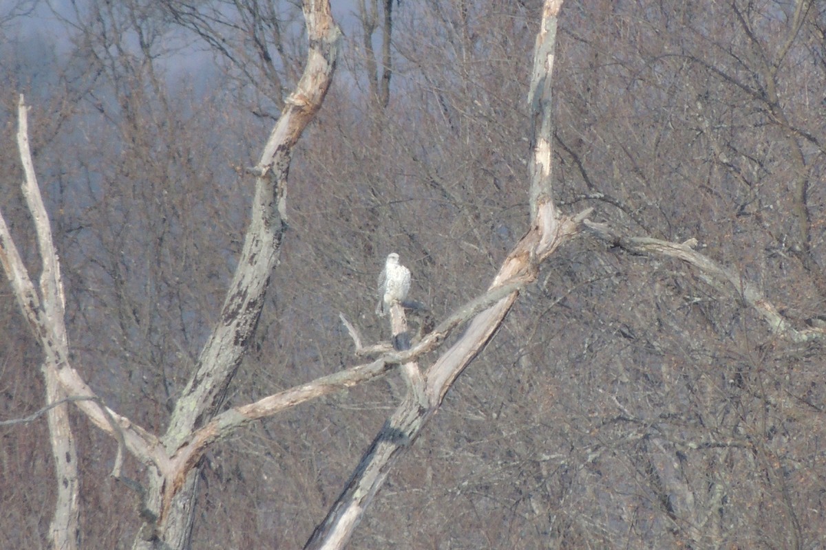 Gerfalke - ML644083125