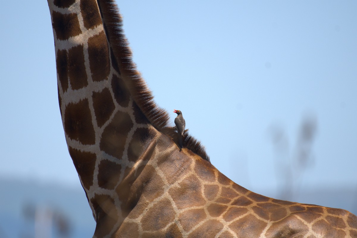 Red-billed Oxpecker - ML644083126
