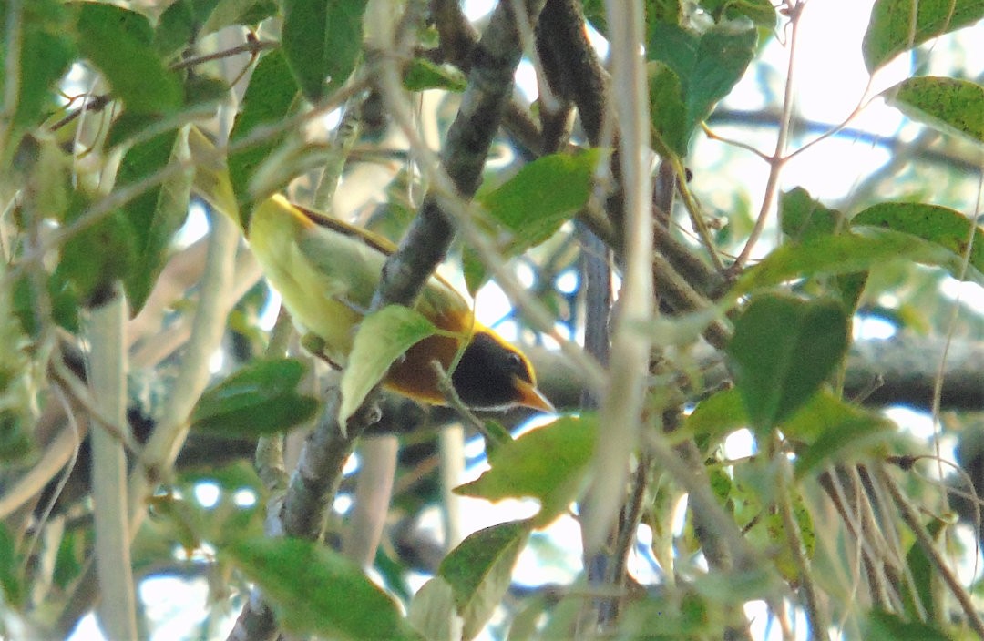 Guira Tanager - ML644083139