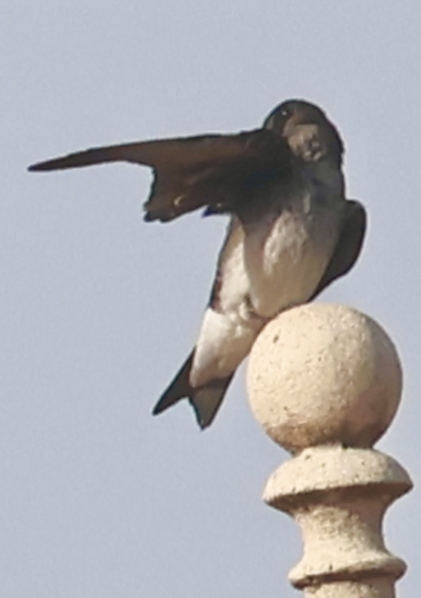 Gray-breasted Martin - ML644083140