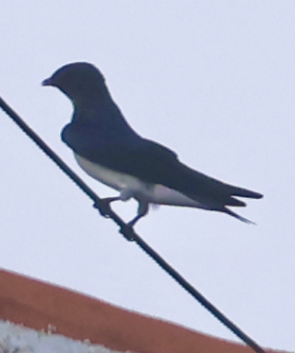 Gray-breasted Martin - ML644083141