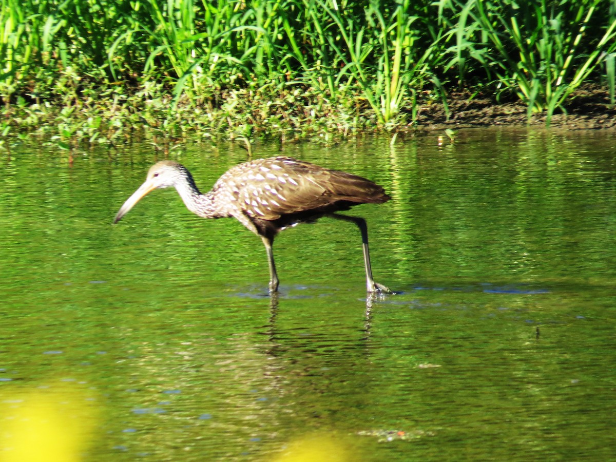 Limpkin - ML644083142
