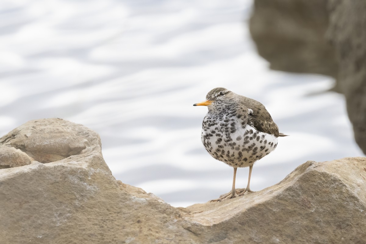 アメリカイソシギ - ML644083143