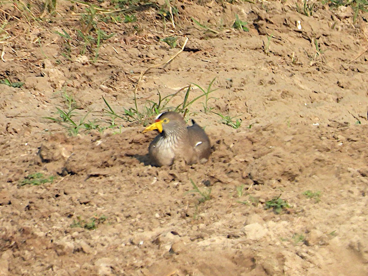 Wattled Lapwing - ML644083144
