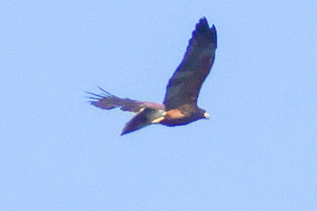 Harris's Hawk - riley wyna
