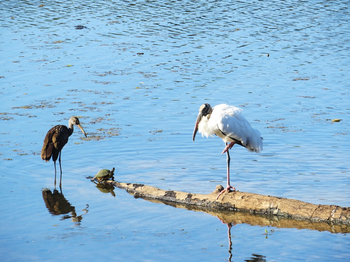 Wood Stork - ML644083155