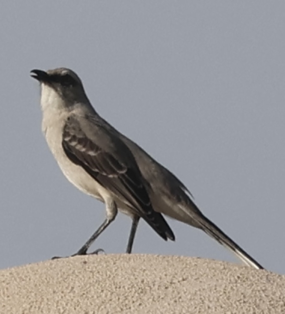 Tropical Mockingbird - ML644083159