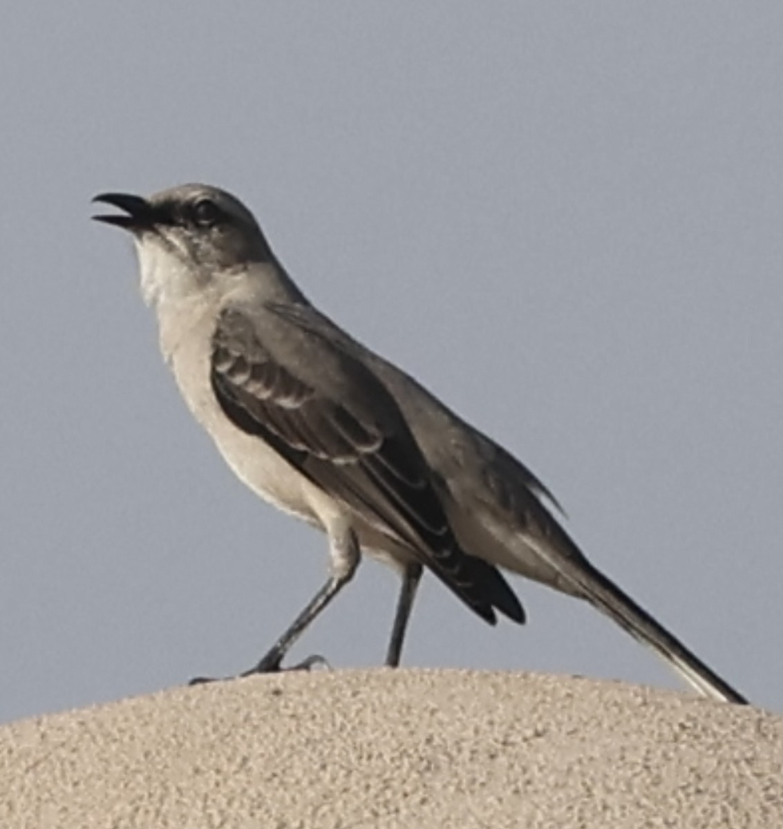Tropical Mockingbird - ML644083160