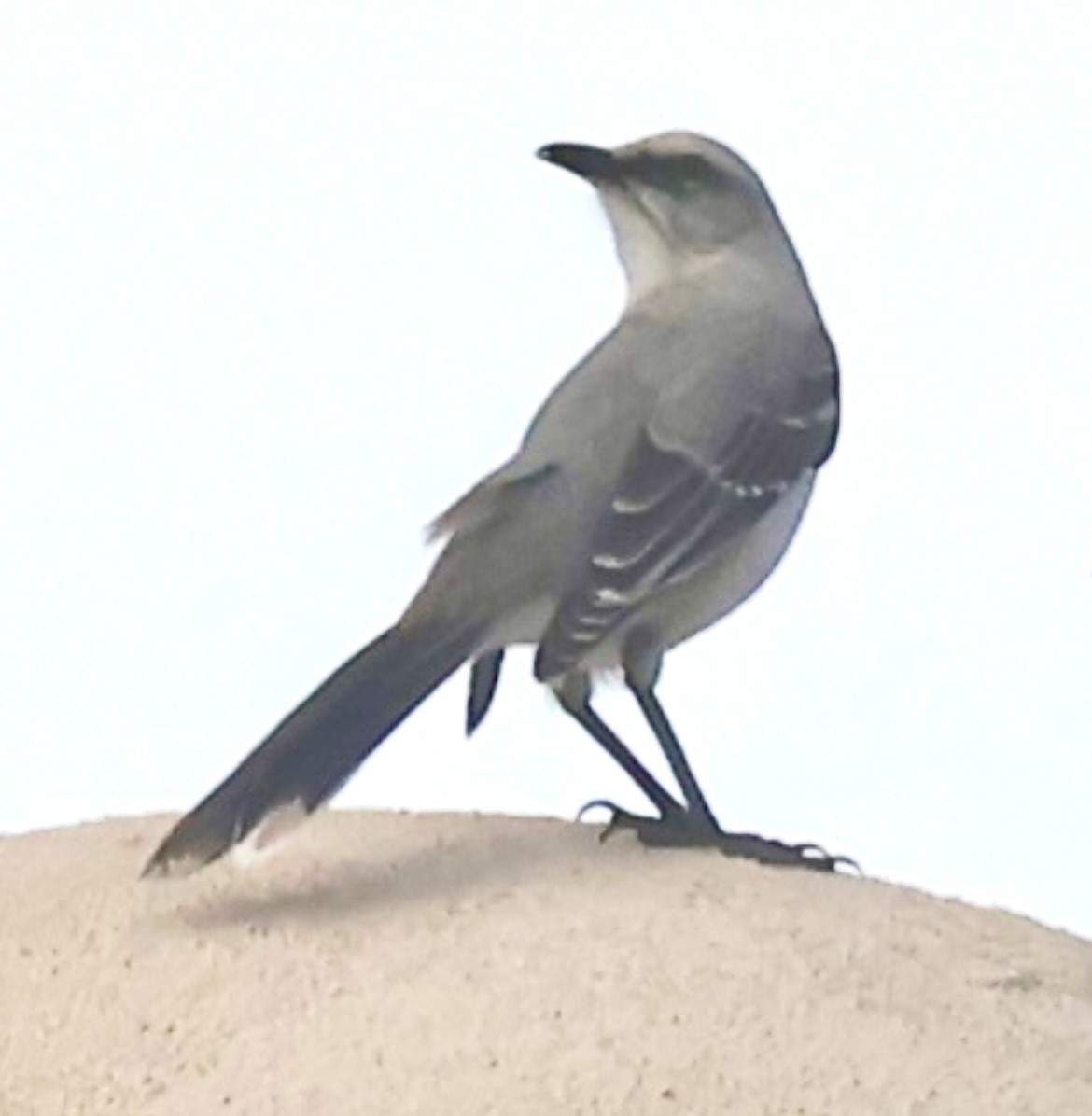 Tropical Mockingbird - ML644083161