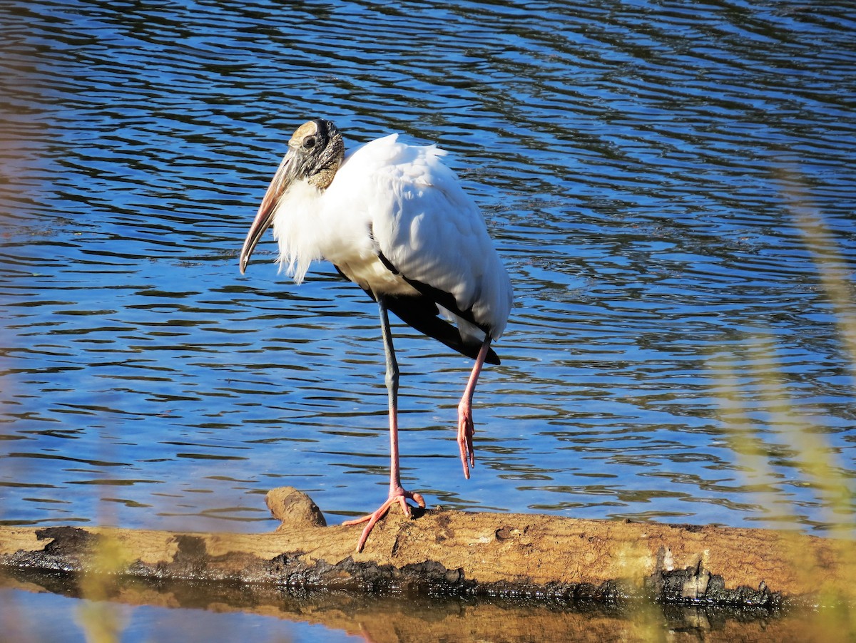 Wood Stork - ML644083163