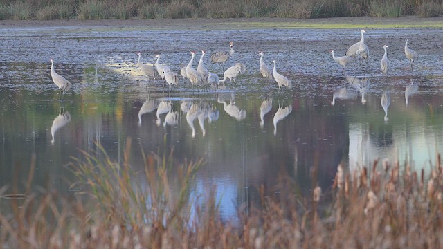 Sandhill Crane - ML644083176