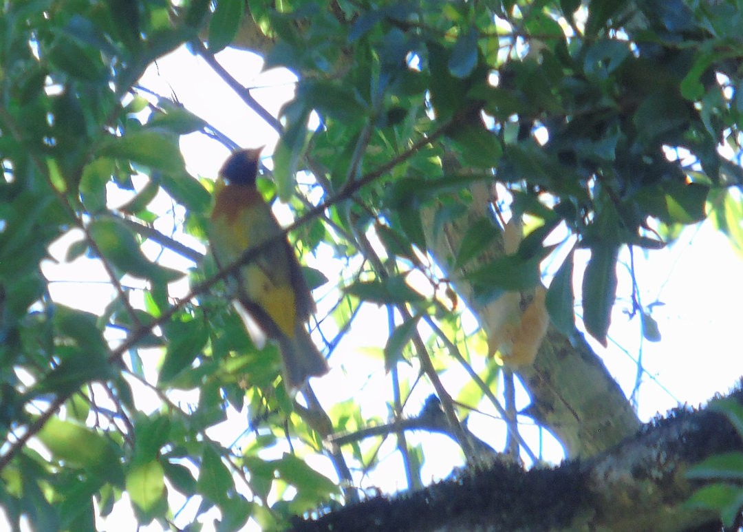 Guira Tanager - ML644083177
