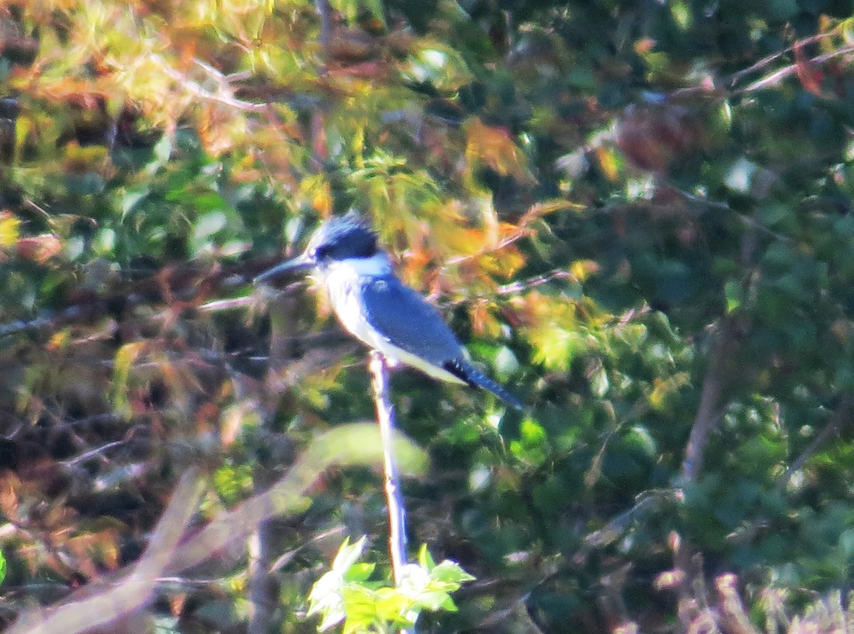 Belted Kingfisher - ML644083184