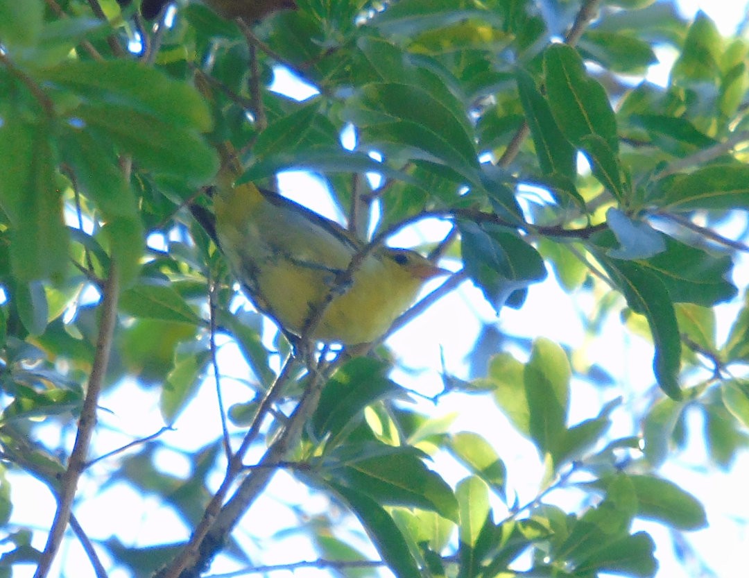 Guira Tanager - ML644083200