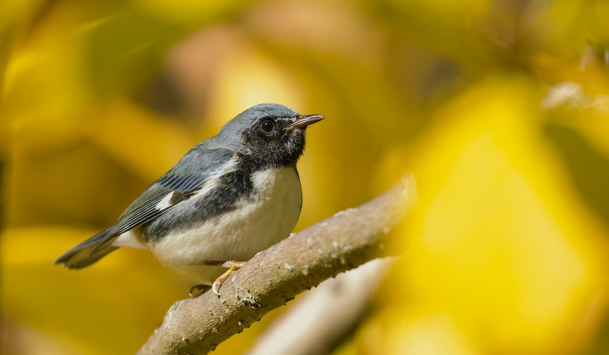 ノドグロルリアメリカムシクイ - ML644083220