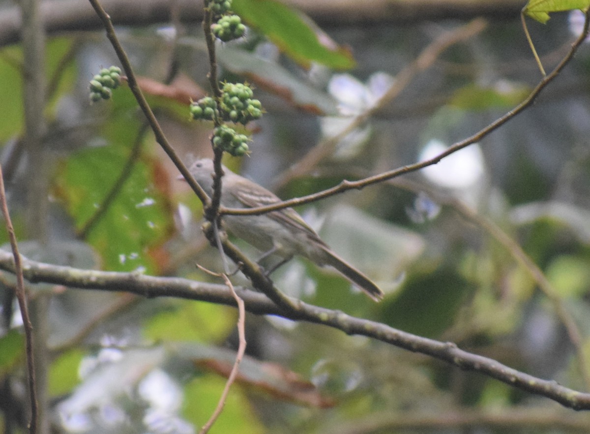 Yellow-bellied Elaenia - ML644083221