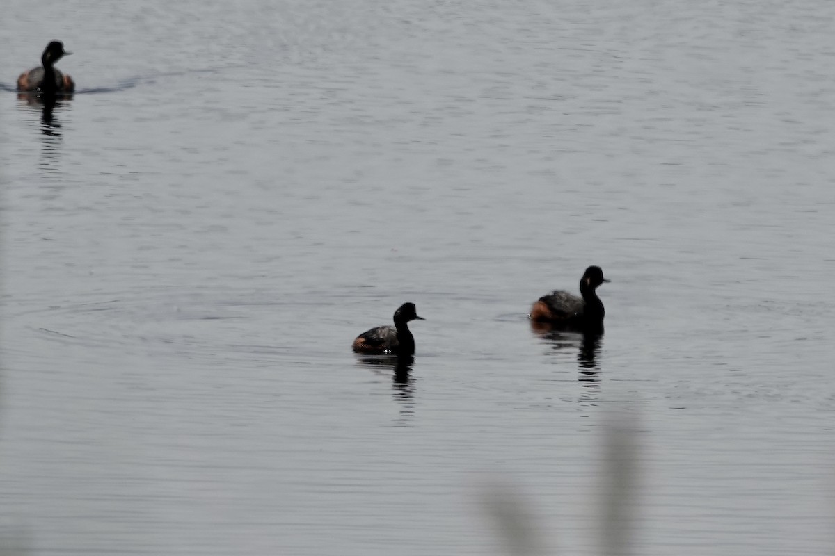 Eared Grebe - ML644083222
