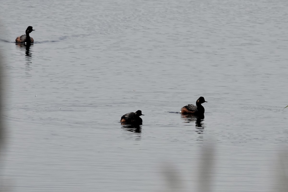 Eared Grebe - ML644083223