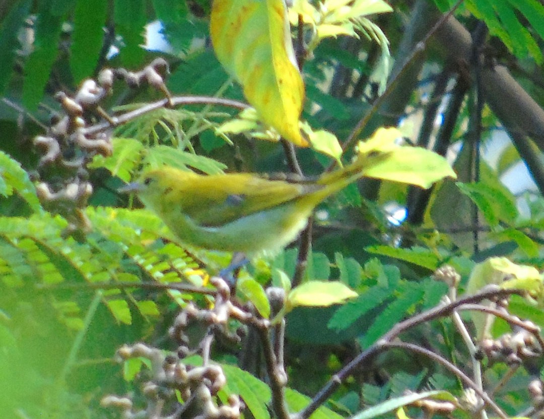 Guira Tanager - ML644083224