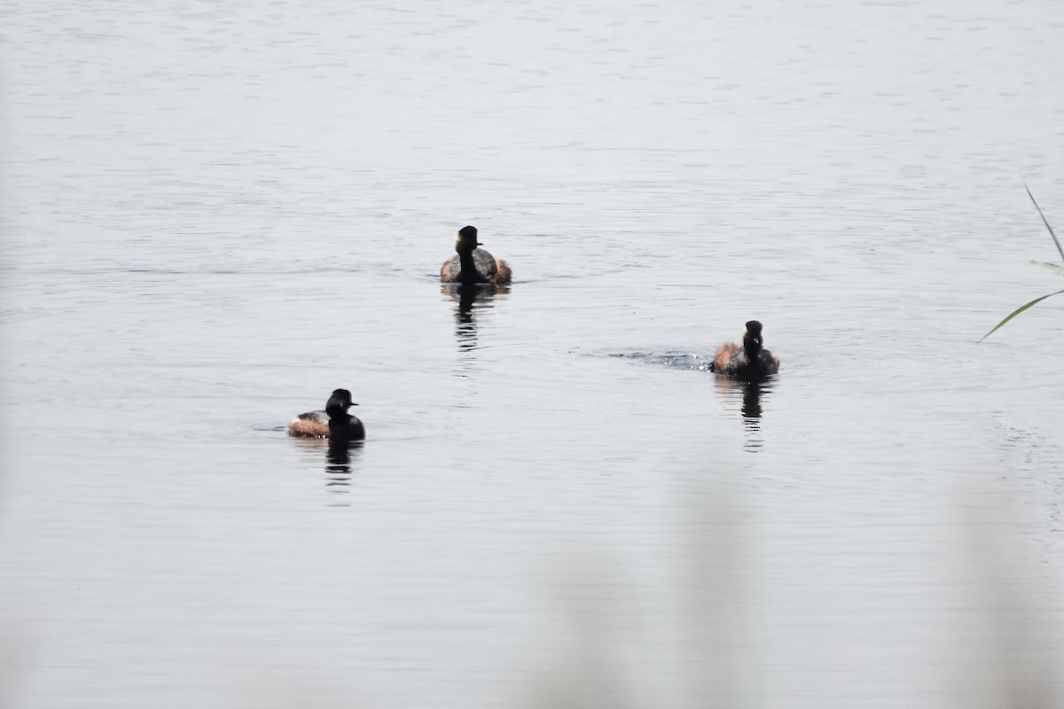 Eared Grebe - ML644083225