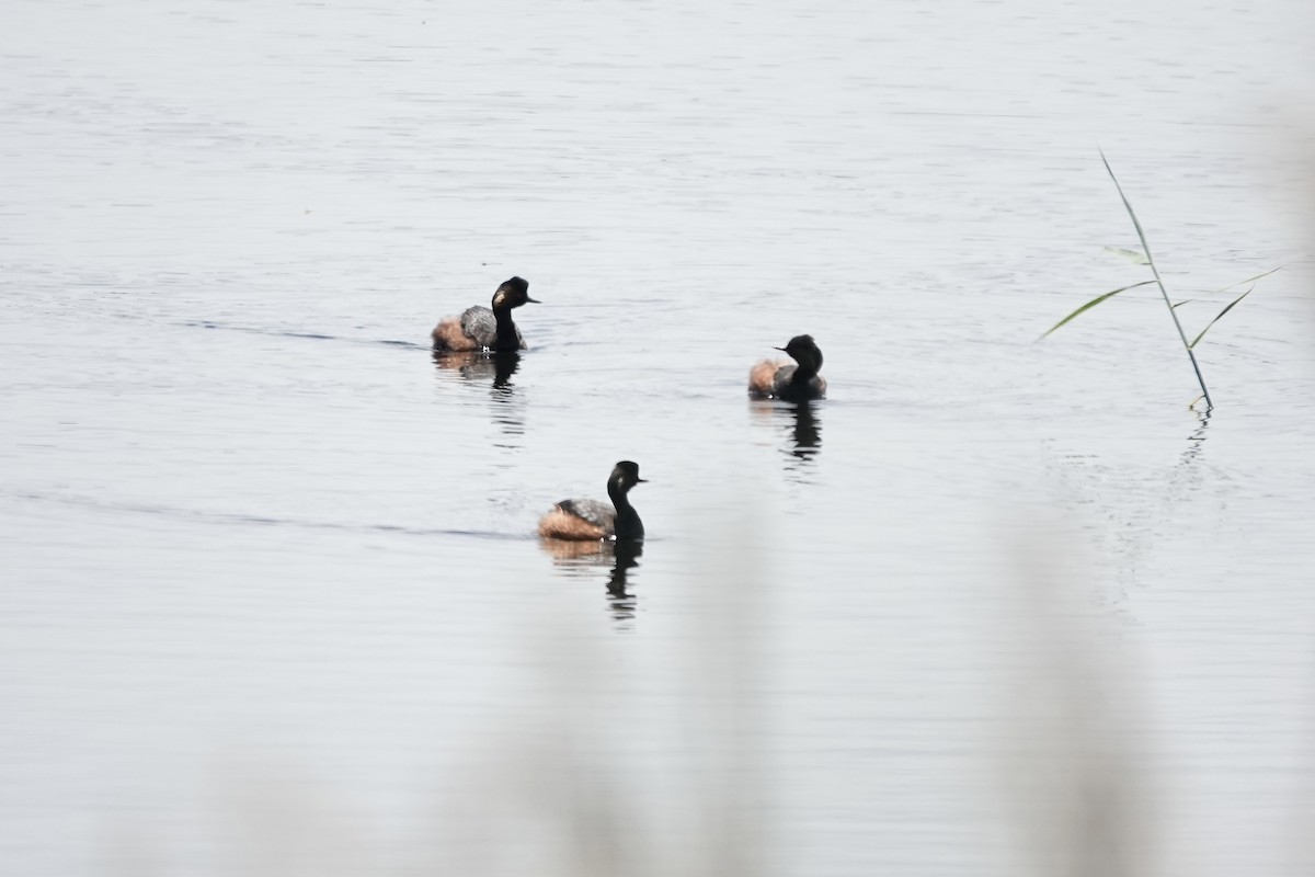 Eared Grebe - ML644083226