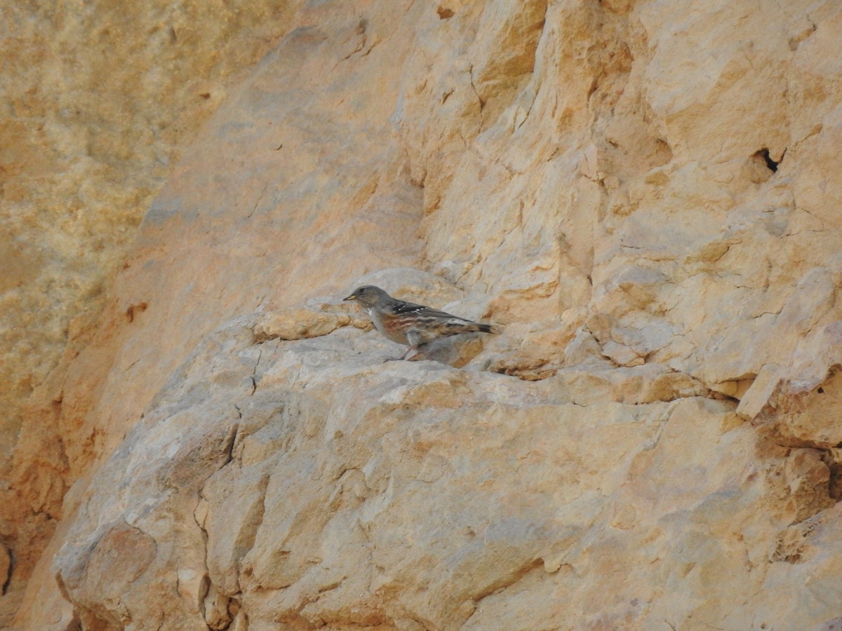 Alpine Accentor - ML644083227