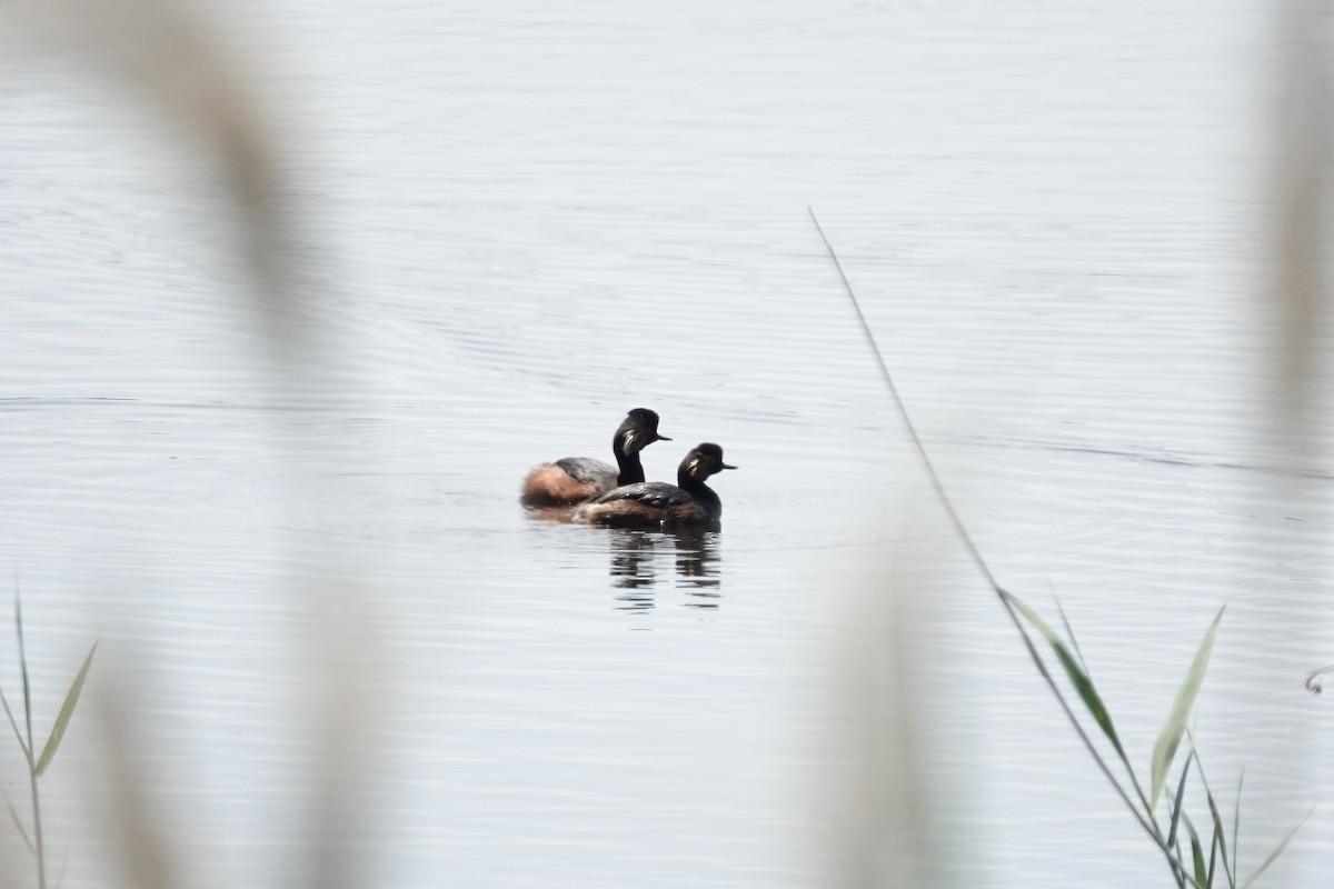 Eared Grebe - ML644083228