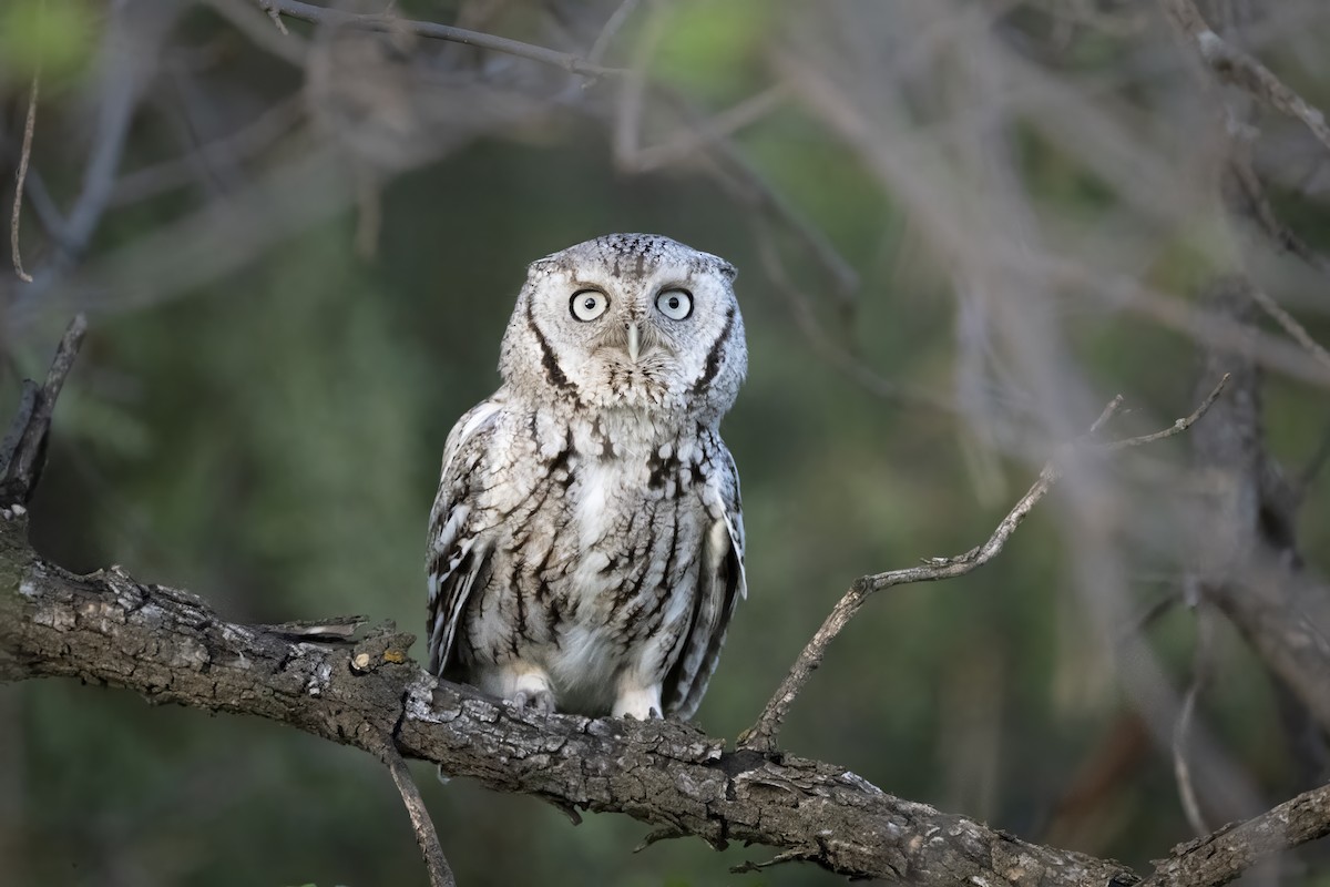 ヒガシアメリカオオコノハズク - ML644083231