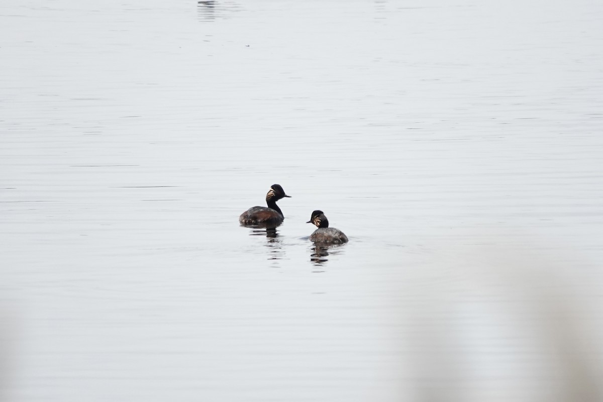 Eared Grebe - ML644083245