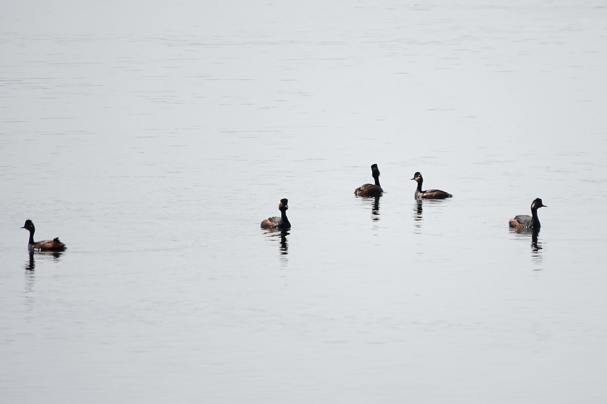 Eared Grebe - ML644083246