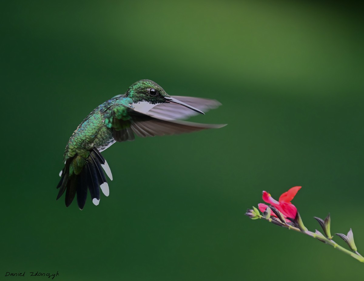 White-throated Hummingbird - ML644083247