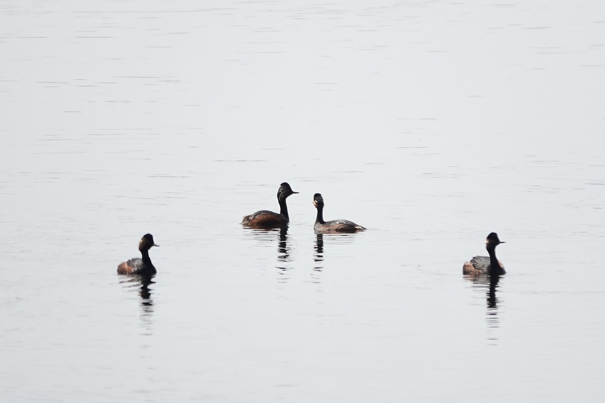 Eared Grebe - ML644083248
